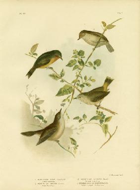 Little Thornbill Or Yellow Thornbill 1891