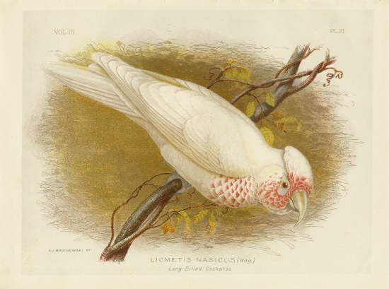 Long-Billed Cockatoo von Gracius Broinowski
