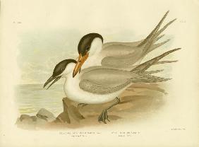 Long-Legged Tern 1891