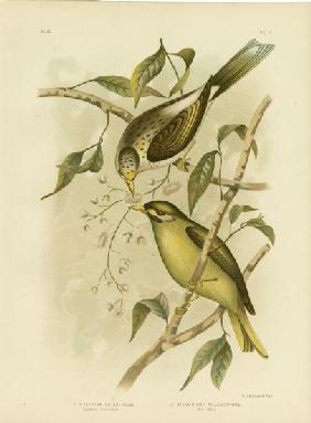 Luteous Honeyeater Or Yellow-Throated Miner 1891
