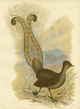 Lyrebird 1891
