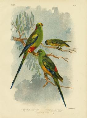 Many-Colored Parakeet 1891