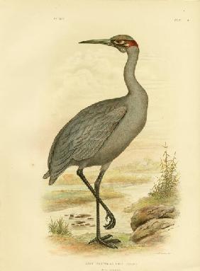 Native Companion Or Brolga 1891