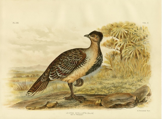 Native Pheasant Or Malleefowl von Gracius Broinowski
