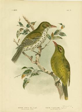 New South Wales Oriole Or Green Oropendola 1891