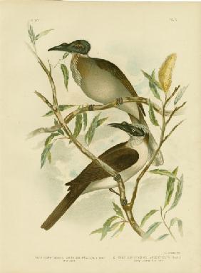 Noisy Friarbird 1891