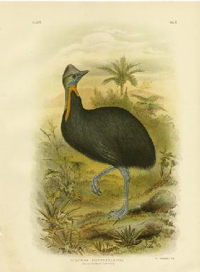 One-Wattled Cassowary 1891