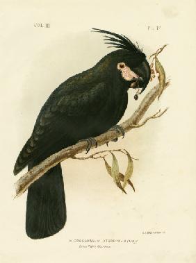 Palm Cockatoo 1891