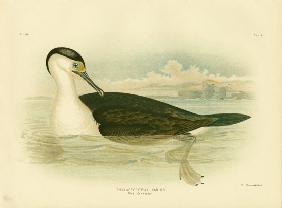 Pied Cormorant 1891