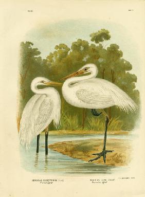 Plumed Egret Or Intermediate Egret 1891
