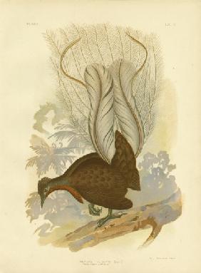 Prince Albert'S Lyrebird 1891
