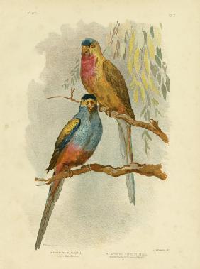 Princess Of Wales Parakeet Or Princess Parrot 1891