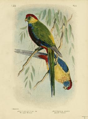 Red-Capped Parakeet 1891