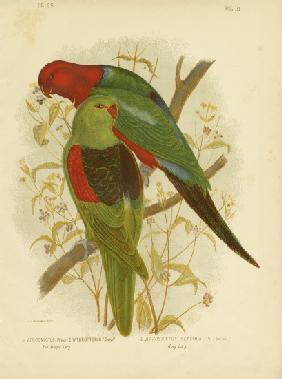 Red-Winged Lori Or Red-Winged Parrot 1891