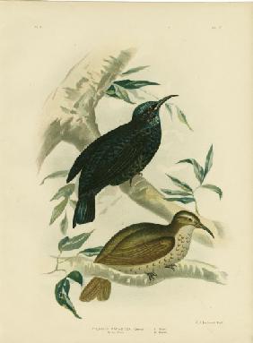 Rifle-Bird 1891