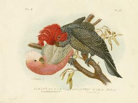 Rose-Breasted Cockatoo 1891