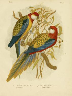 Rosella Parakeet Or Eastern Rosella 1891
