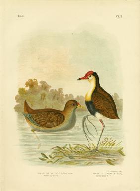 Rufous Gallinule Or Rufous-Tailed Waterhen 1891