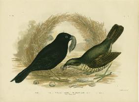 Satin Bowerbird 1891