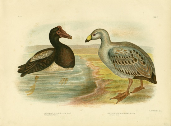 Semipalmated Goose Or Magpie Goose von Gracius Broinowski