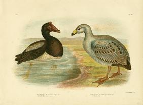 Semipalmated Goose Or Magpie Goose 1891