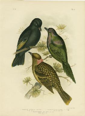 Shining Calornis Or Metallic Starling Or Shining Starling 1891