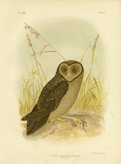 Sooty Owl von Gracius Broinowski