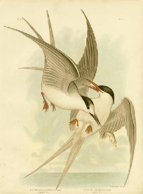 Southern Tern 1891