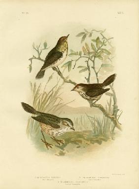 Speckled Warbler 1891