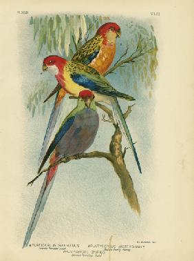 Splendid Parakeet 1891