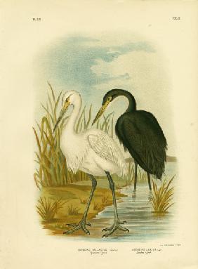 Spotless Egret Or Little Egret 1891
