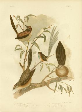 Striated Wren 1891