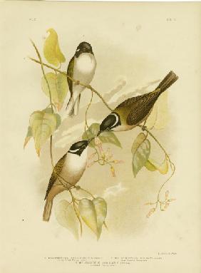 Strong-Billed Honeyeater 1891