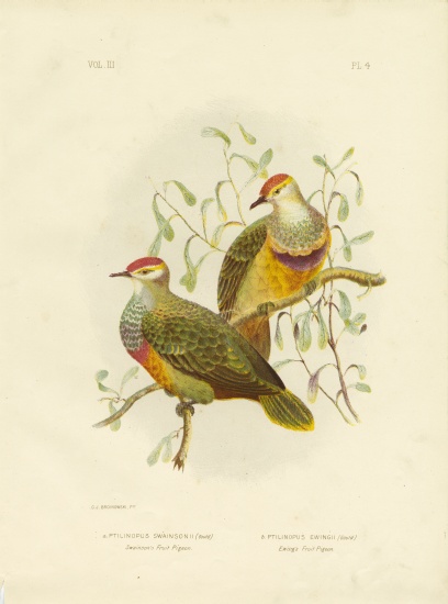Swainson'S Fruit Pigeon von Gracius Broinowski