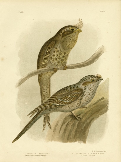 Tawny-Shouldered Podargus Or Tawny Frogmouth von Gracius Broinowski