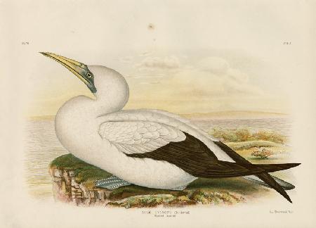 Masked Gannet 1891