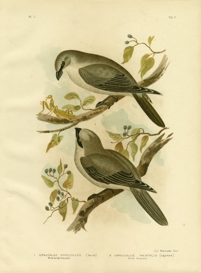 White-Bellied Cuckoo-Shrike von Gracius Broinowski
