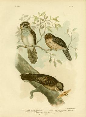 White-Bellied Owlet Nightjar Or Moth Owl 1891