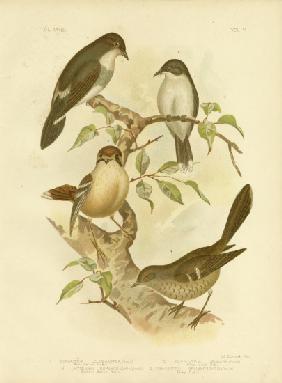 White-Bellied Robin 1891