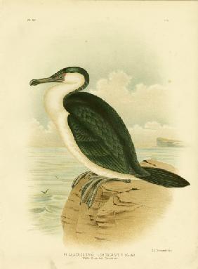White-Breasted Cormorant 1891