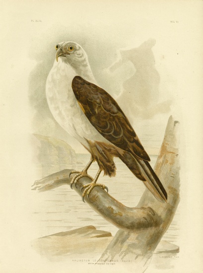White-Breasted Sea Eagle von Gracius Broinowski