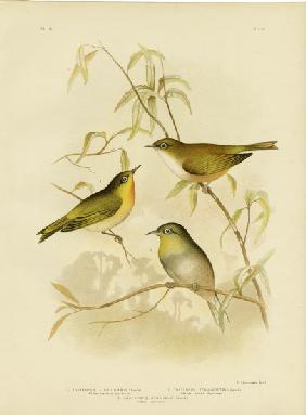 White-Breasted Zosterops Or Norfolk White-Eye 1891