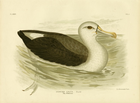 White-Capped Albatross von Gracius Broinowski