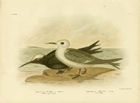 White-Capped Noddy 1891