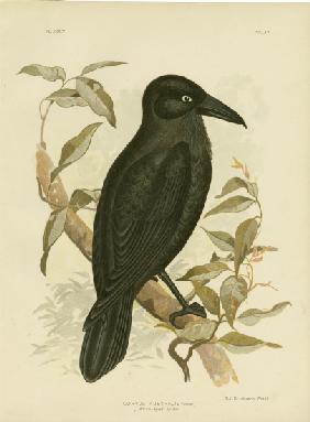 White-Eyed Crow Or Australian Raven 1891