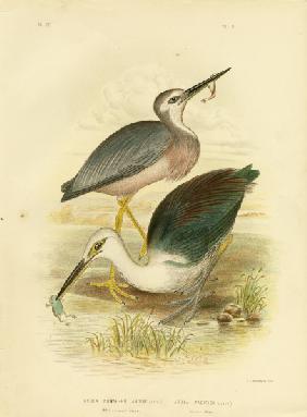 White-Faced Heron 1891