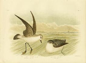 White-Faced Storm-Petrel 1891