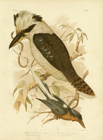 White-Tailed Kingfisher von Gracius Broinowski