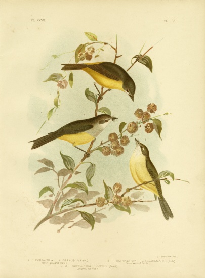 Yellow-Breasted Robin Or Eastern Yellow Robin von Gracius Broinowski