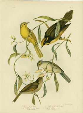 Yellow Honeyeater 1891